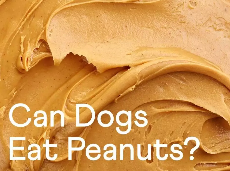 feeding peanuts to dogs