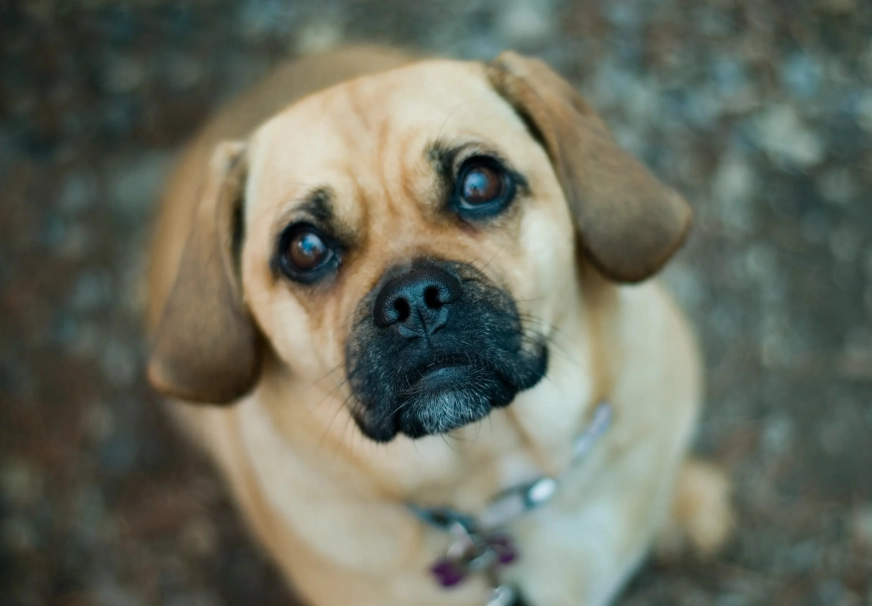 puggle breed puggle breed