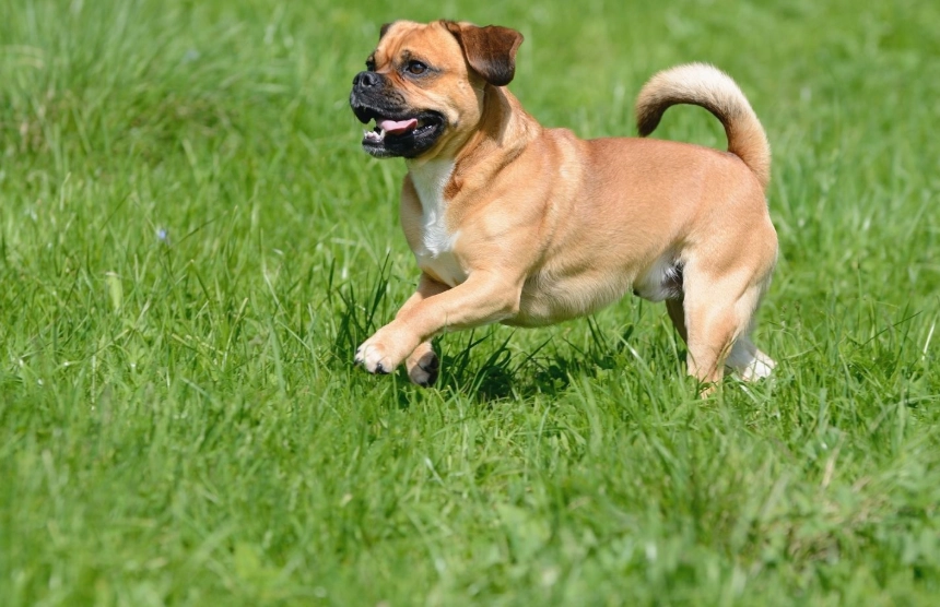 puggle puppy