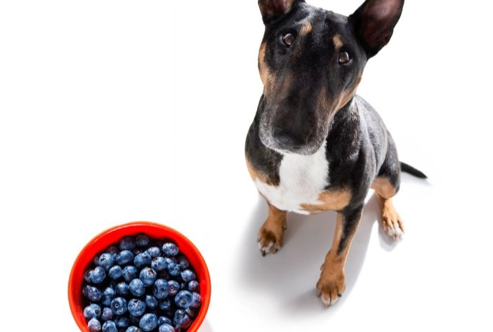are blueberries safe for dogs