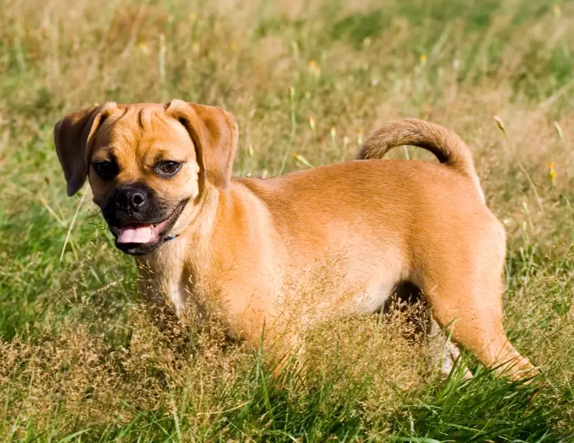 puggle dog puggle dog