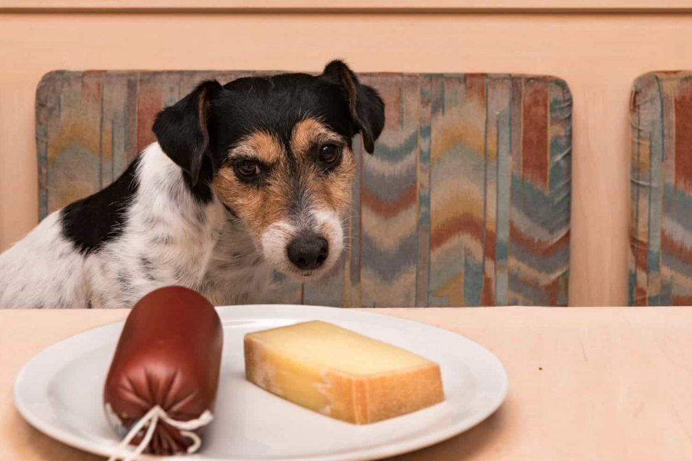 cheese for dogs cheese for dogs