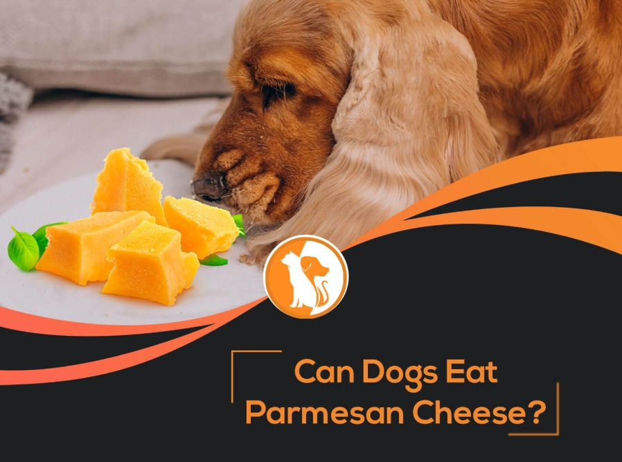 is cheese bad for dogs is cheese bad for dogs