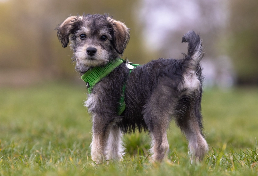 schnoodle dog