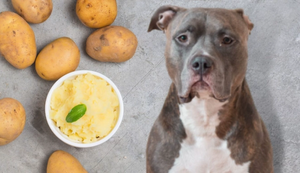 potatoes for dogs