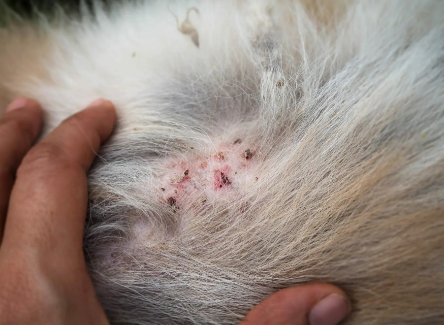 flea allergy dermatitis dogs