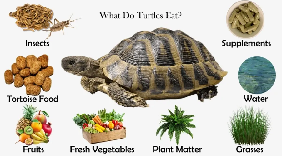 pet turtle food