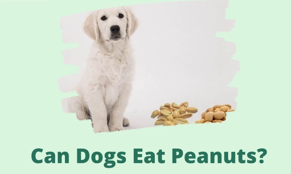 feeding peanuts to dogs