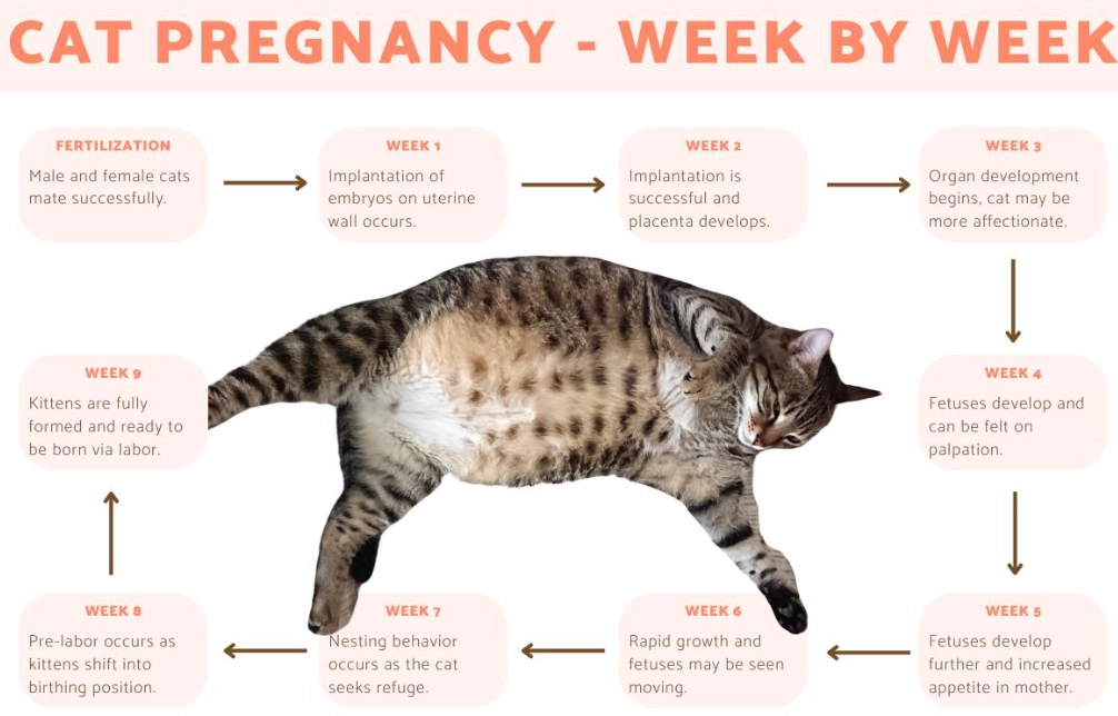 cat gestation period