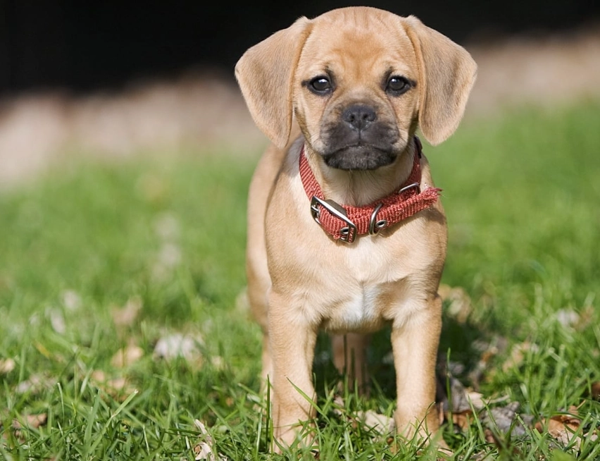 puggle breed puggle breed