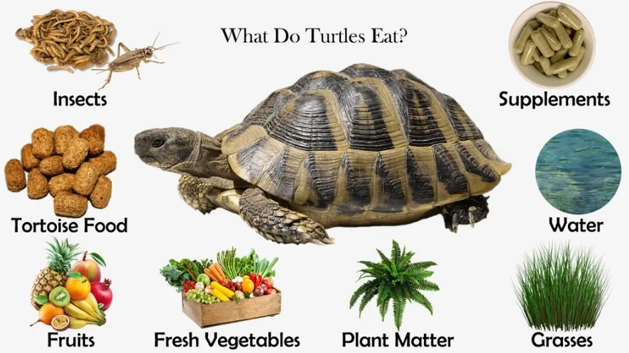 what do turtles eat