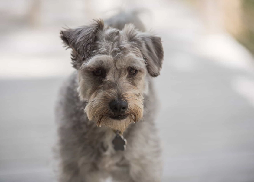 schnoodle temperament