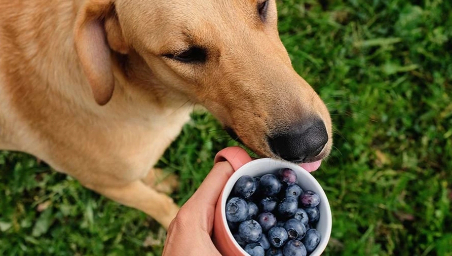 blueberries for dogs