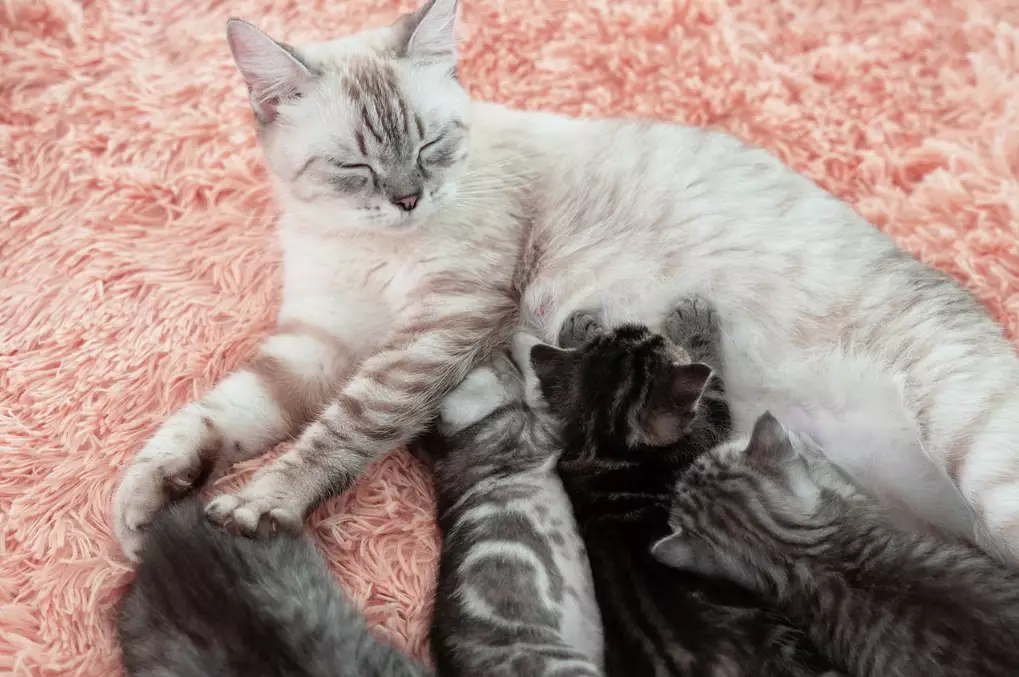 cat gestation period