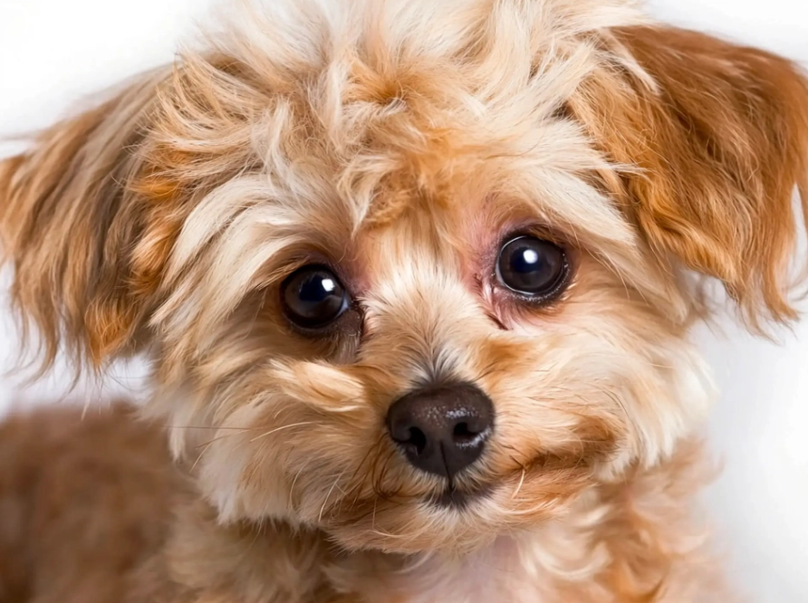 yorkie poo temperament