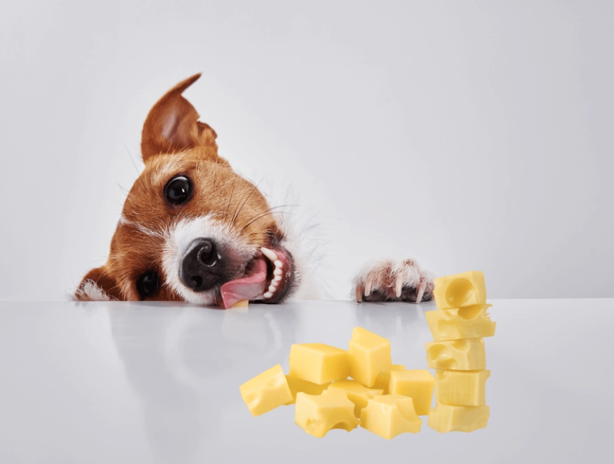 cheese for dogs cheese for dogs