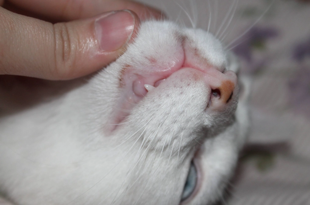 feline acne