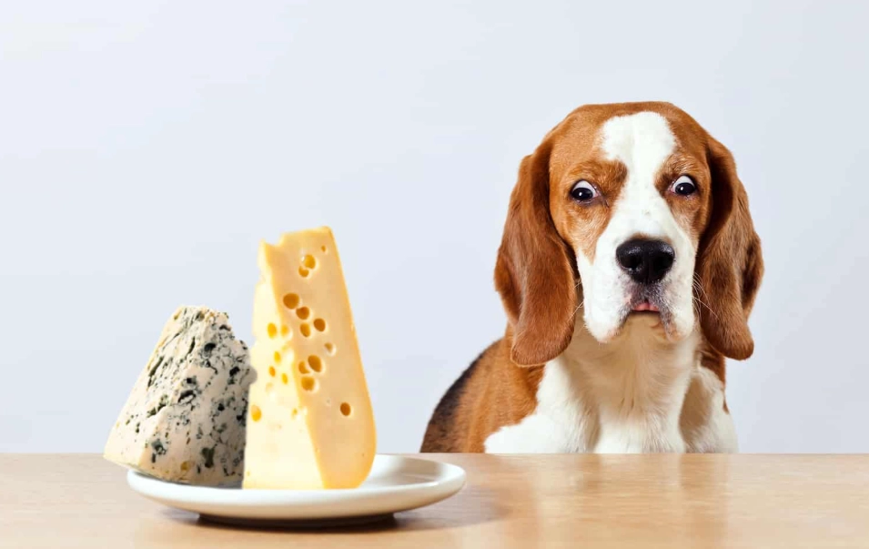 can dogs eat cheese