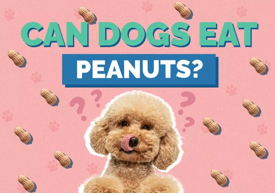 are peanuts safe for dogs