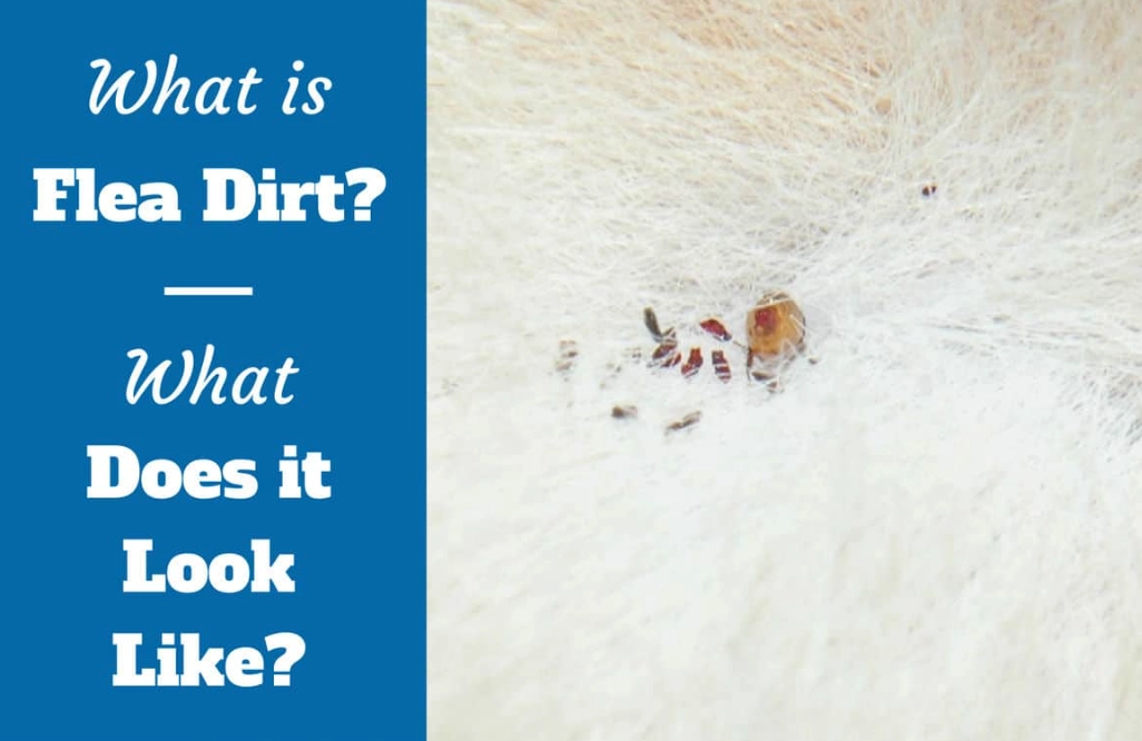 flea dirt on dogs