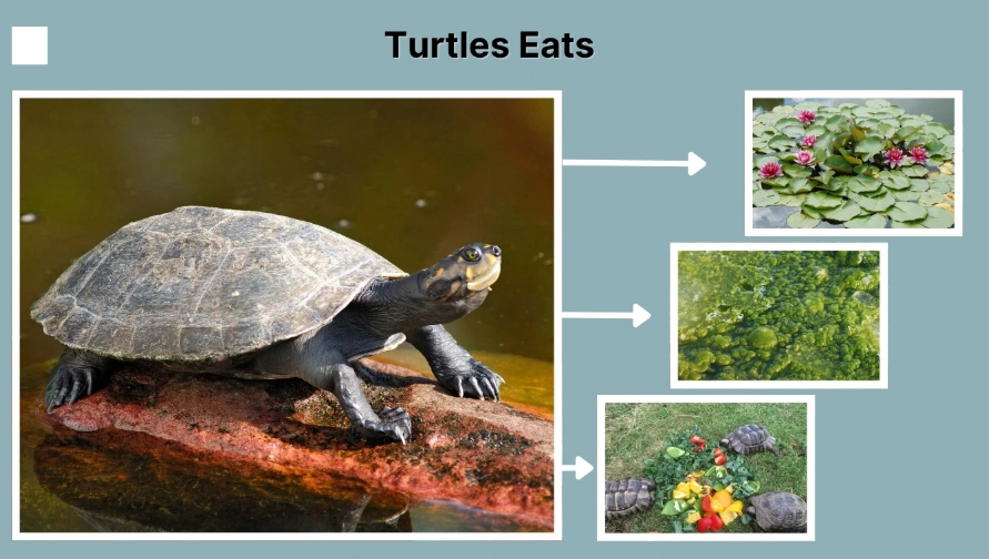 turtle diet