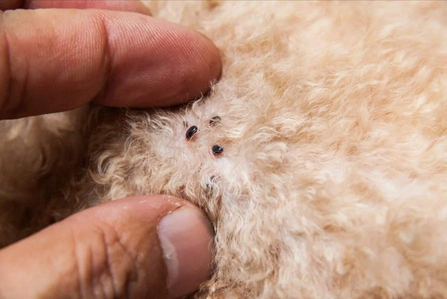 how to treat fleas on dogs