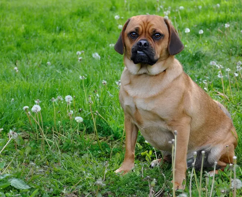 puggle puppy puggle puppy