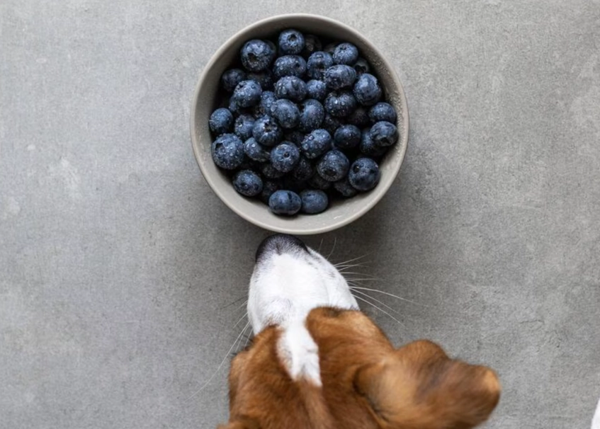are blueberries safe for dogs