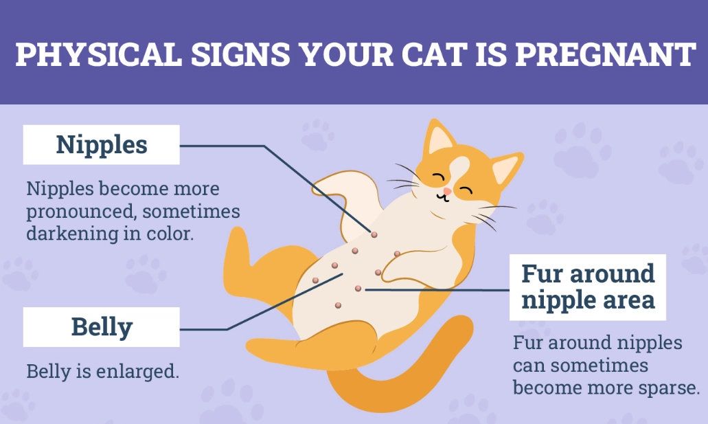 cat pregnancy timeline