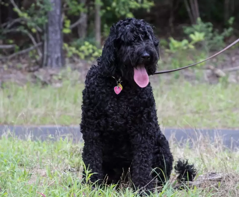 schnoodle temperament