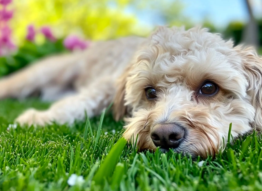 schnoodle hypoallergenic