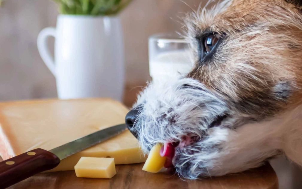 is cheese bad for dogs is cheese bad for dogs