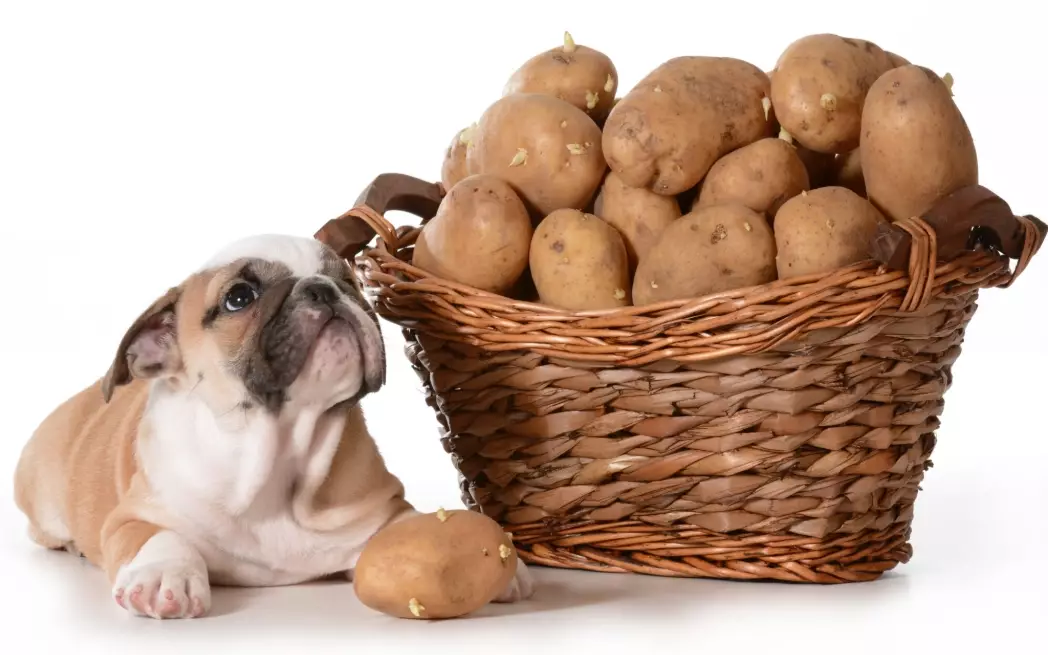 can dogs eat potatoes
