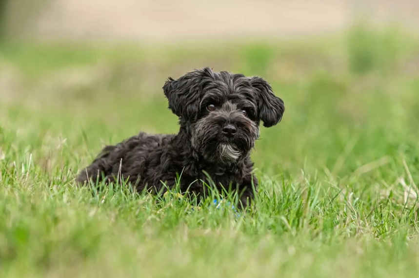 yorkie poo temperament