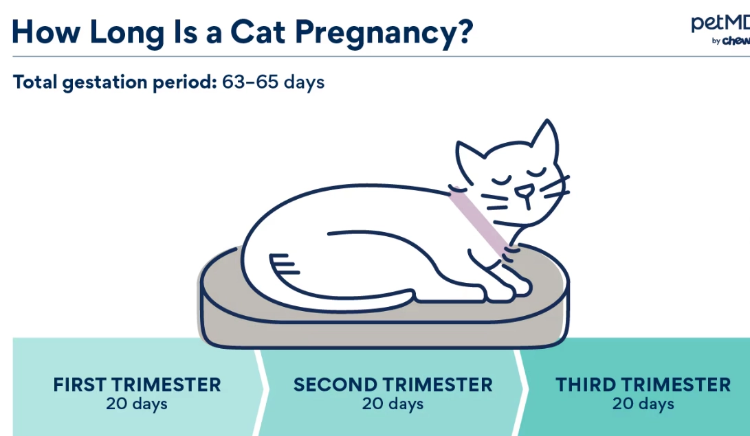 how long are cats pregnant