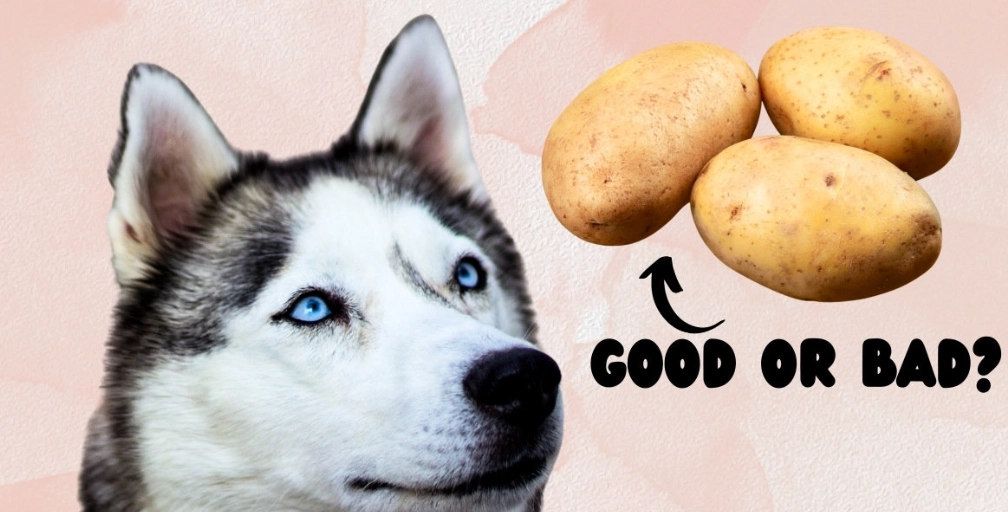 feeding dogs potatoes