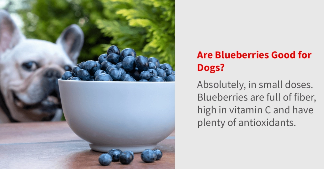 are blueberries good for dogs