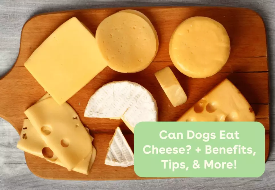 is cheese bad for dogs
