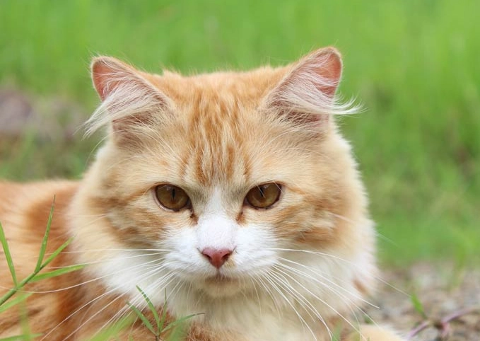 cat years to human years