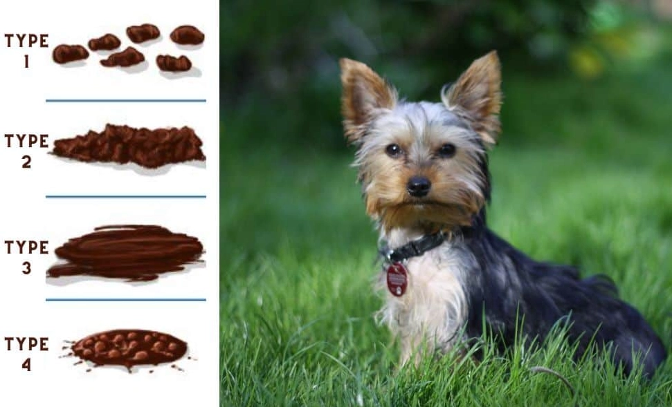 dog diarrhea treatment