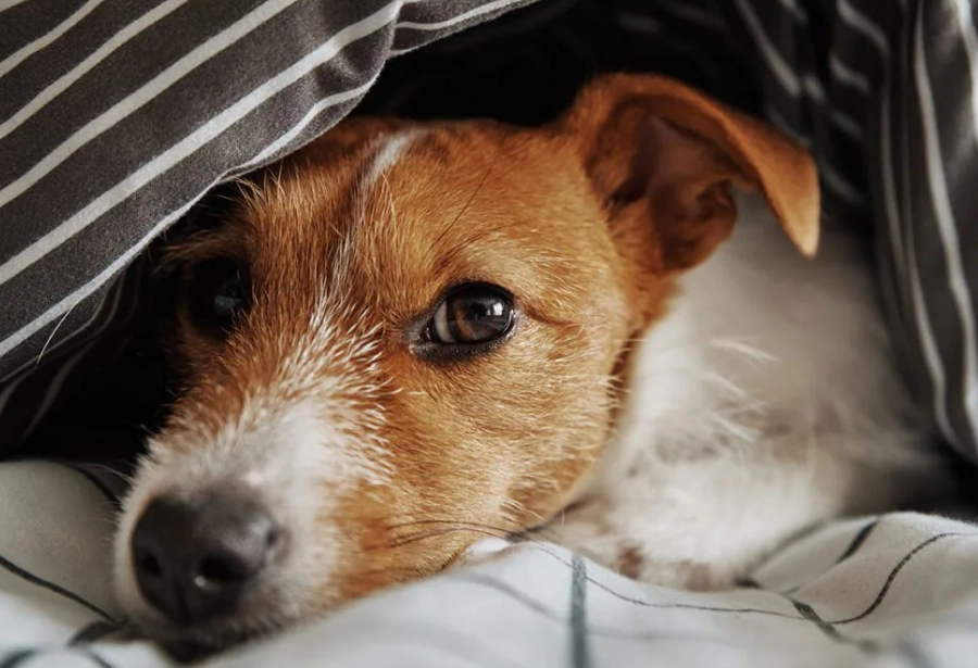 dog diarrhea home remedy