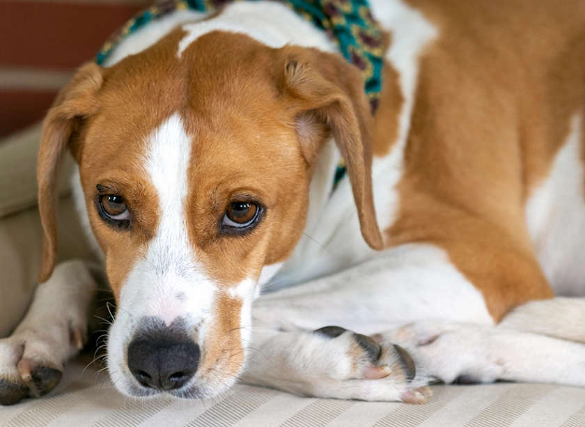 dog diarrhea treatment