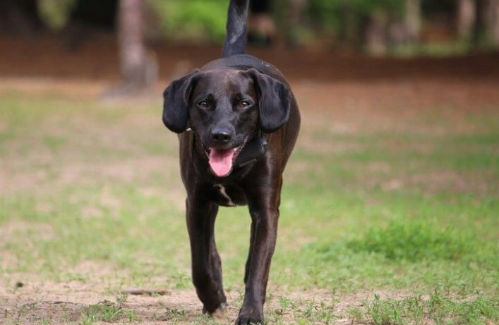 dog diarrhea home remedy