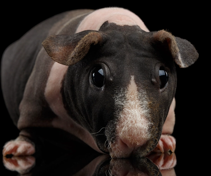 skinny pig