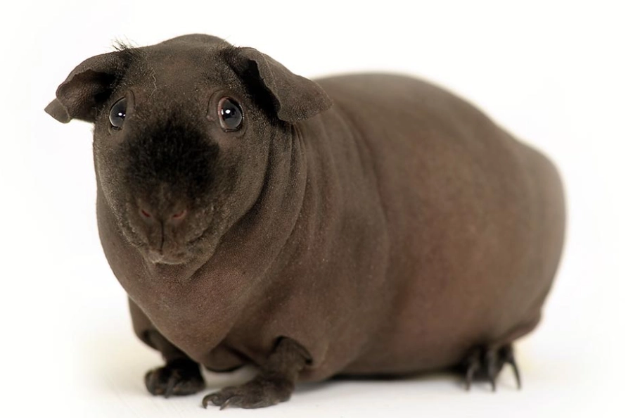 hairless guinea pig health issues