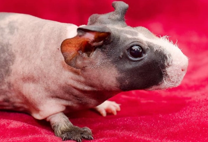 skinny pig