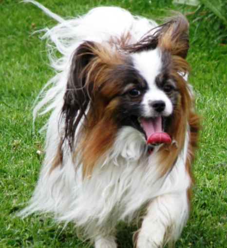 papillon dog breed