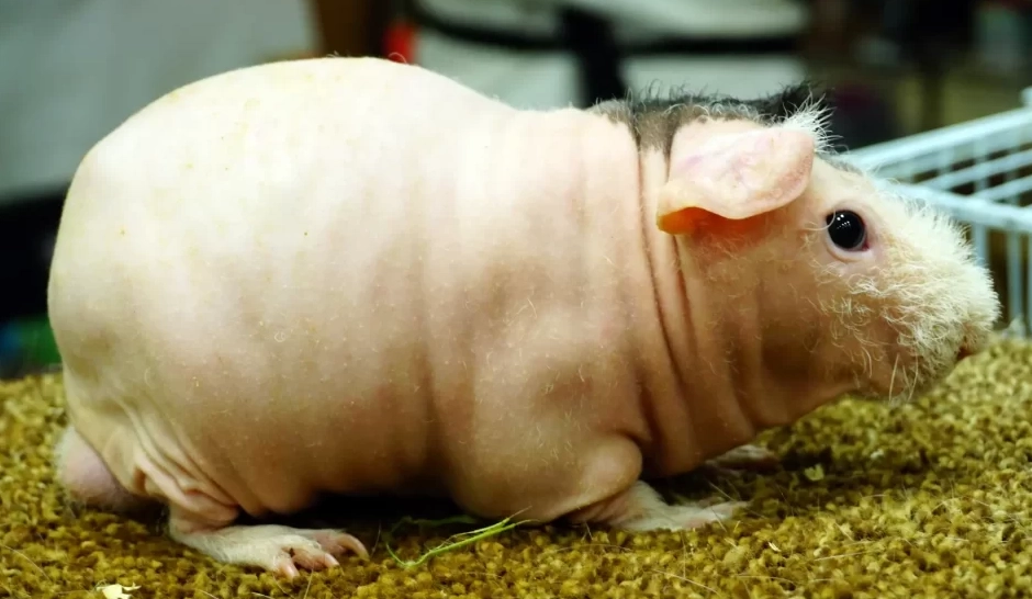 hairless guinea pig