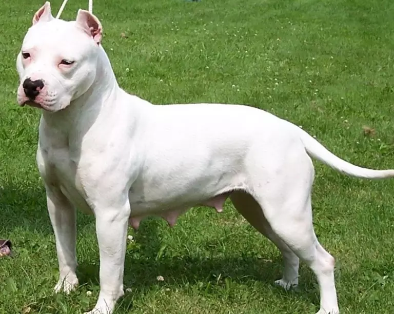 american pitbull