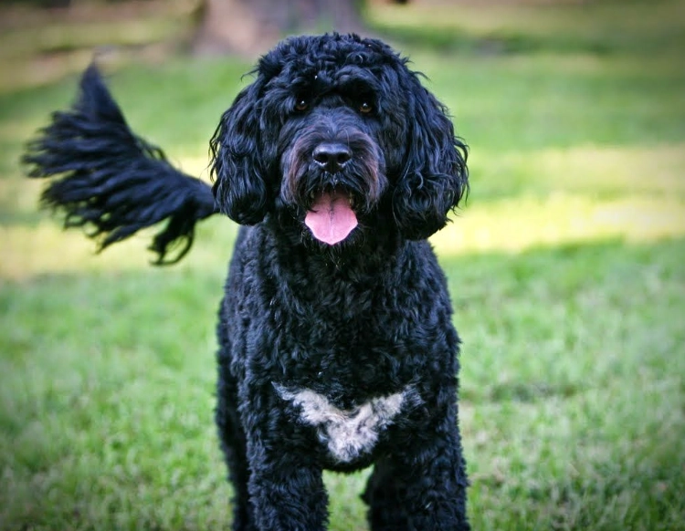 Portuguese Water Dog family pet